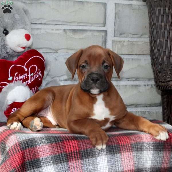 Dodge, Boxer Puppy